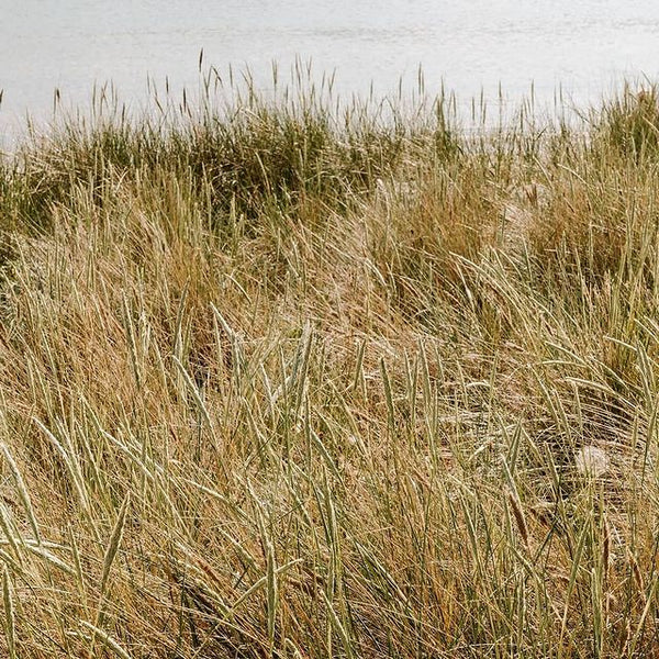 NATULIQUE Volumizing Dry Shampoo - 300ml