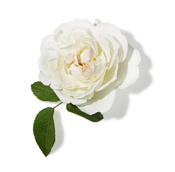 John Masters Organics Hair milk - leave-in balsam med rose & apricot