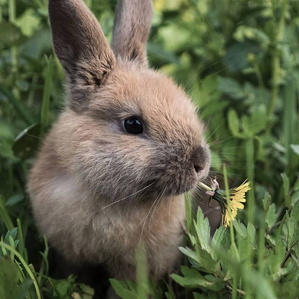 NATULIQUE Rejuvenating Hair Mist