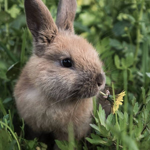 NATULIQUE Intensive Hair Mask - 500 ml