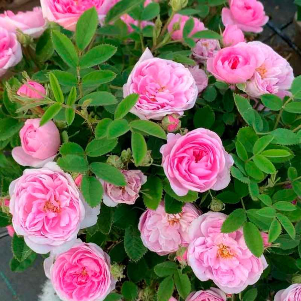 Argital Aromatisk Rose Vand - Udrensende, og Styrkende