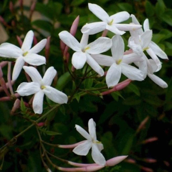 Argitals Aromatiske Jasmin Vand  - Stimulerer Kærlighed og Intimitet