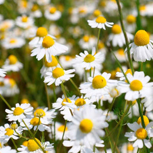 Argitals Aromatiske Kamille Vand - Beroligende