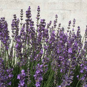 Argital Aromatisk Lavendel Vand - Afbalancerende og Fornyende.