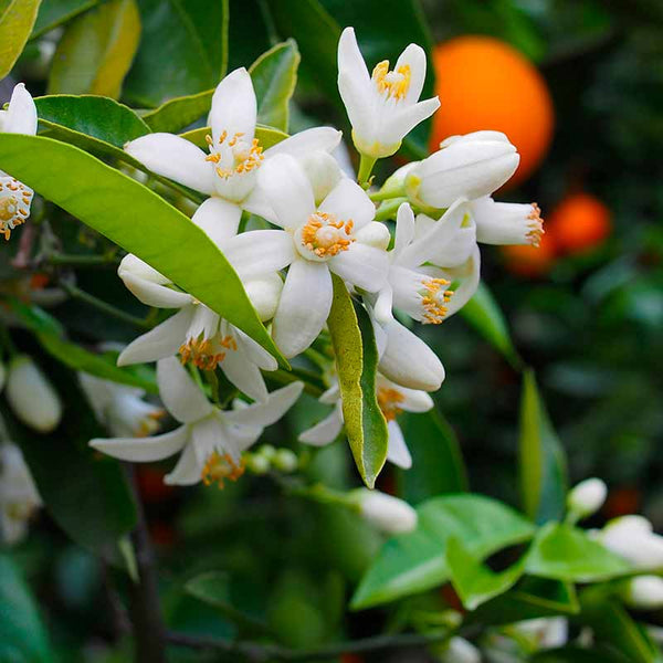 Argitals Aromatiske Neroli Vand - Afrodisiakum