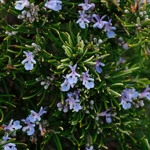 Argitals Aromatiske Rosmarin Vand - god mod hårtab og opmuntrende