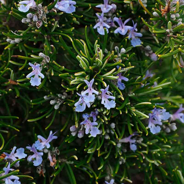 Argitals Aromatiske Rosmarin Vand - god mod hårtab og opmuntrende