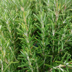 Argitals Aromatiske Rosmarin Vand - god mod hårtab og opmuntrende