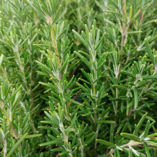 Argitals Aromatiske Rosmarin Vand - god mod hårtab og opmuntrende